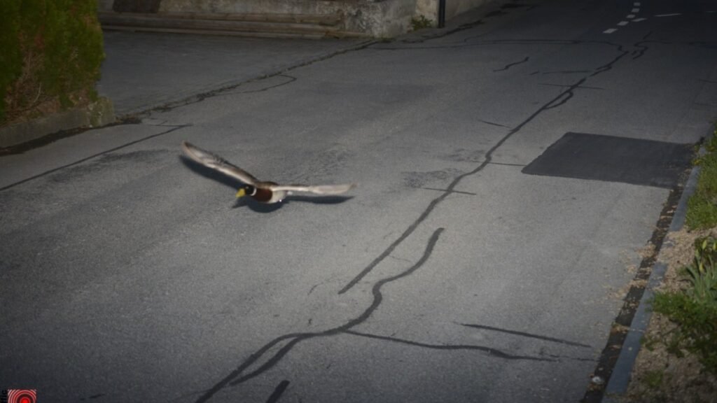 A speeding duck in Switzerland caught mid-flight by a radar camera at night, flying low over a quiet street in Köniz