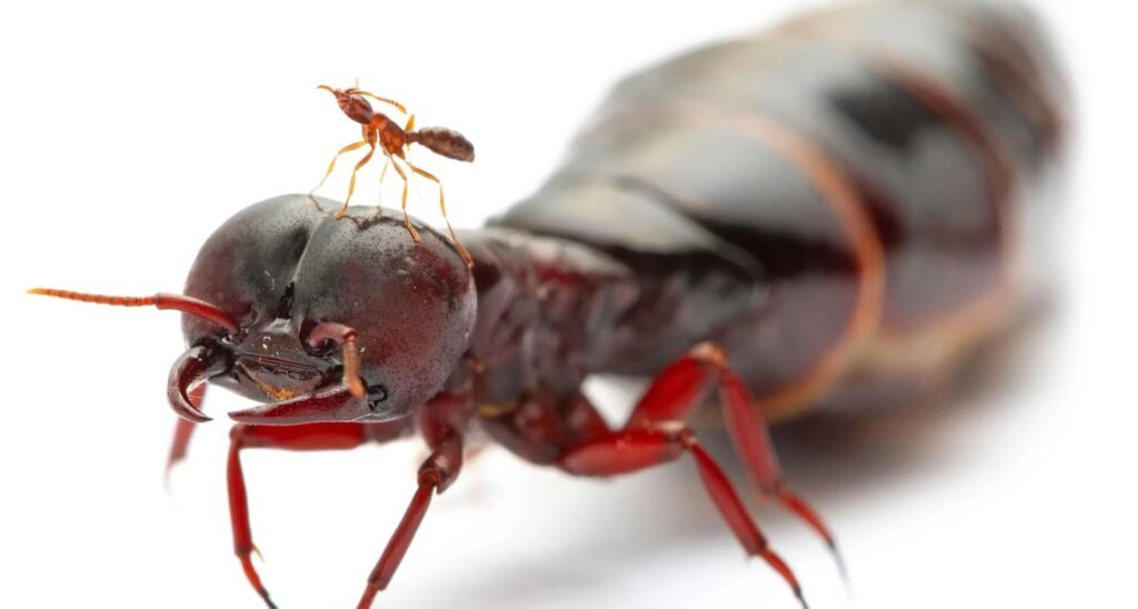 A tiny reddish ant standing on the head of a much larger insect, illustrating the size difference and interactions between ant species and other insects.