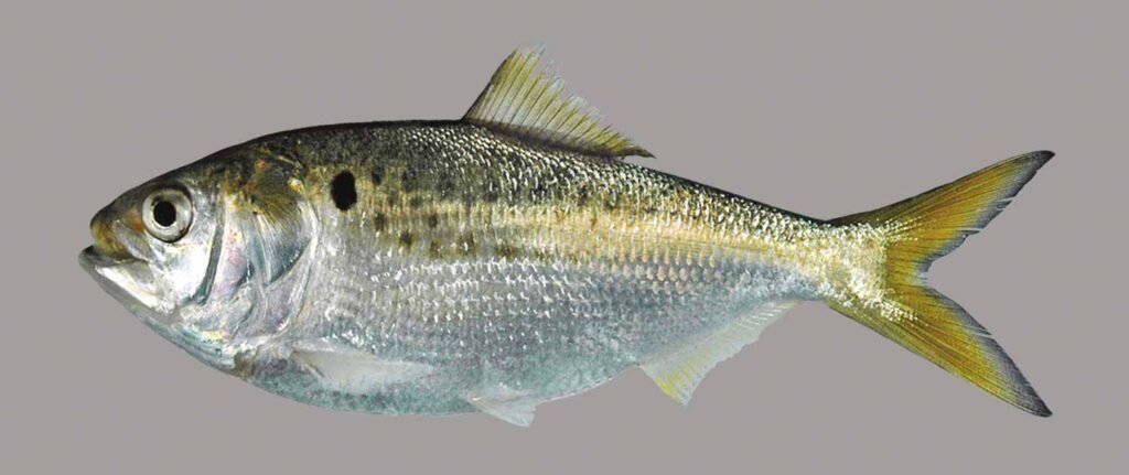 A close-up profile view of a single Atlantic Menhaden fish, showing its silvery body, yellow tail, and the characteristic black spot behind its gill.