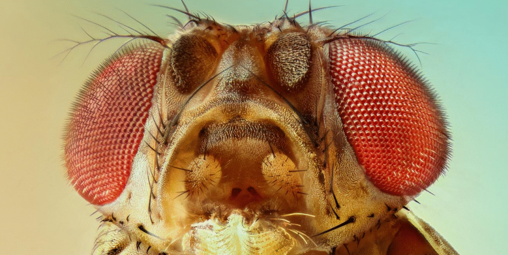 An extreme macro shot of a fly's head, showing its two large, red compound eyes. This complex structure is the key to the incredible 360-degree fly's vision.