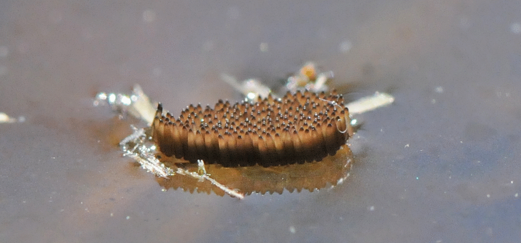 A raft of hundreds of mosquito eggs floats on the water's surface, the crucial first stage in the life cycle of the world's deadliest animal before it can hatch and mature.