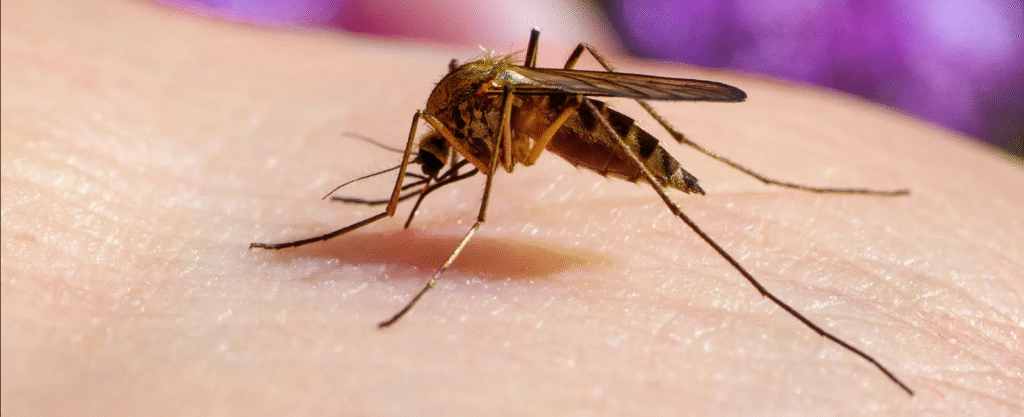 A side-profile view of a mosquito on human skin, its sharp proboscis inserted. This image clearly demonstrates the efficient mosquito feeding habits that make them so successful.
