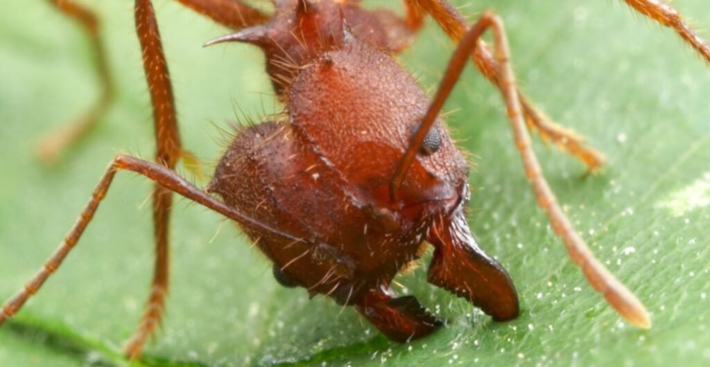 A detailed macro shot of a reddish ant on a green leaf, showing the ant’s body structure and its interaction with its natural habitat.