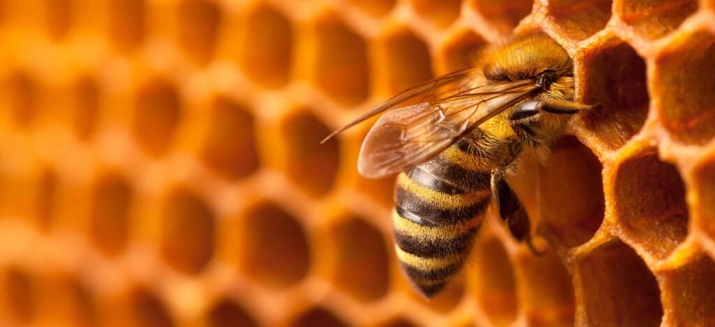 A honeybee working on a honeycomb cell inside a beehive, highlighting bee behavior and their essential role in building and maintaining the hive structure.