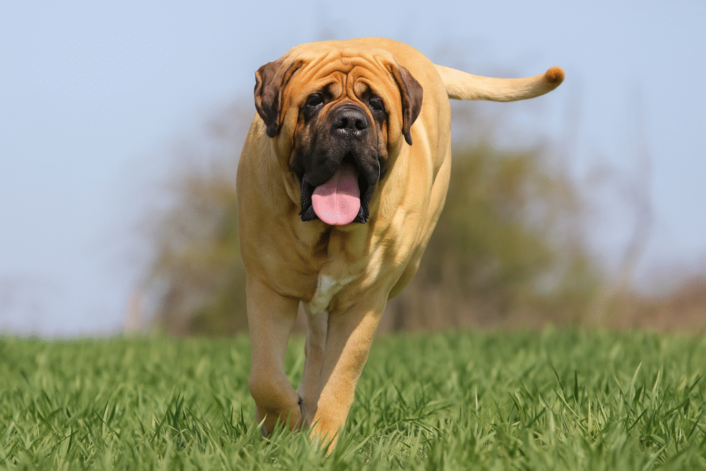 A fawn Bullmastiff running on green grass with its tongue out and strong muscular build.