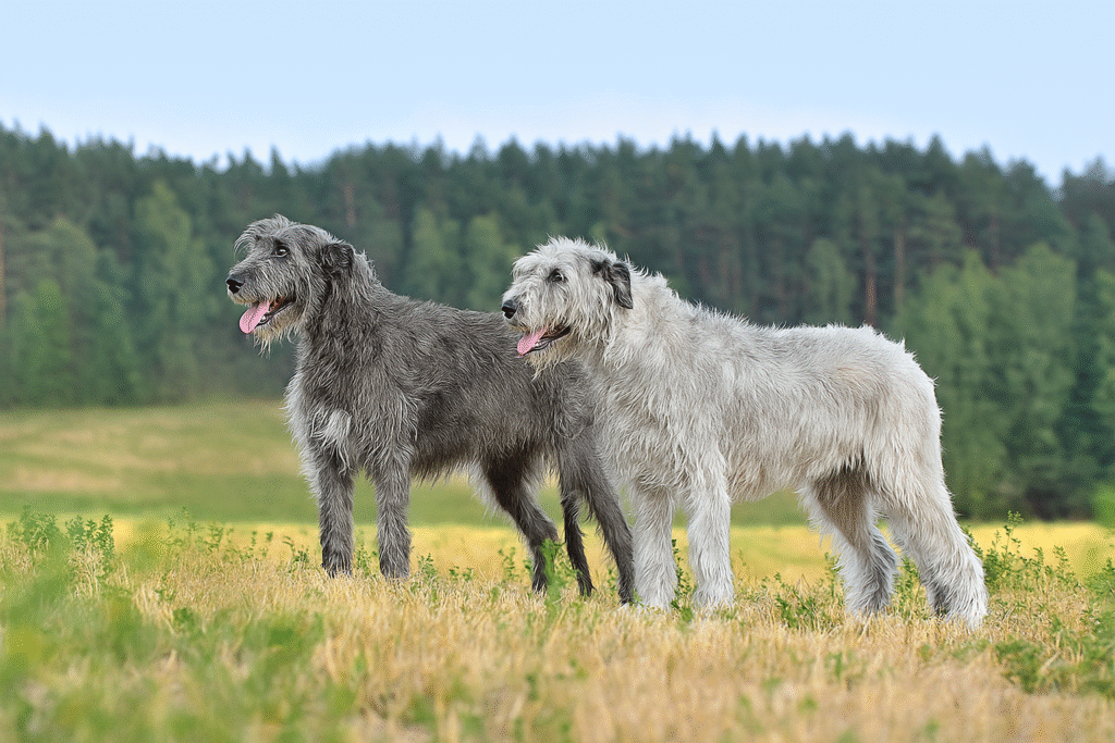 Two giant Irish Wolfhounds, one grey and one white, standing side by side in an open field.